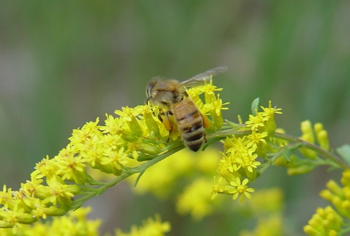 Solidago sp. (Goldenrod) 4 Flat Rock