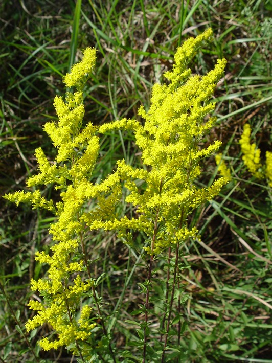 Solidago sp. (Goldenrod) 6