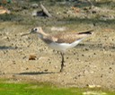 Solitary Sandpiper