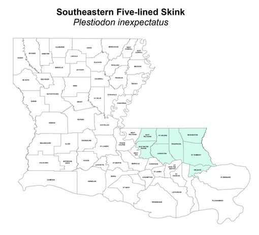 Southeastern Five-lined Skink