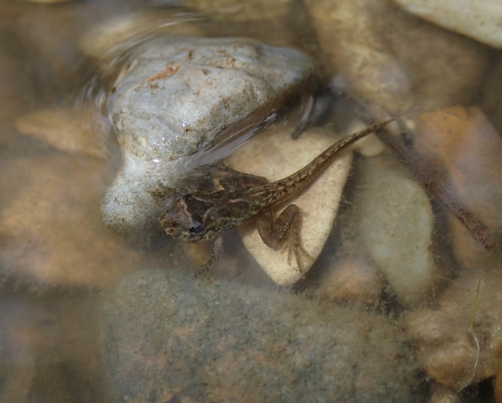 Southern Cricket Frog Lake Ramsey WMA 3