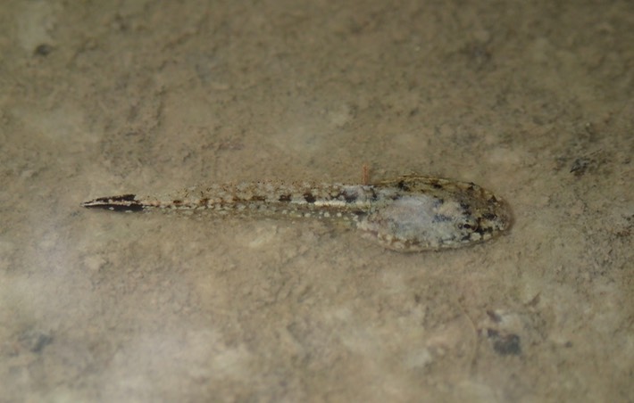 Southern Cricket Frog Lake Ramsey WMA 4