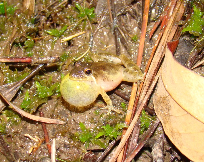 Southern Cricket Frog St. Tammany 2
