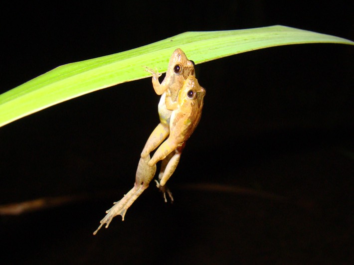 Southern Cricket Frog St. Tammany 1