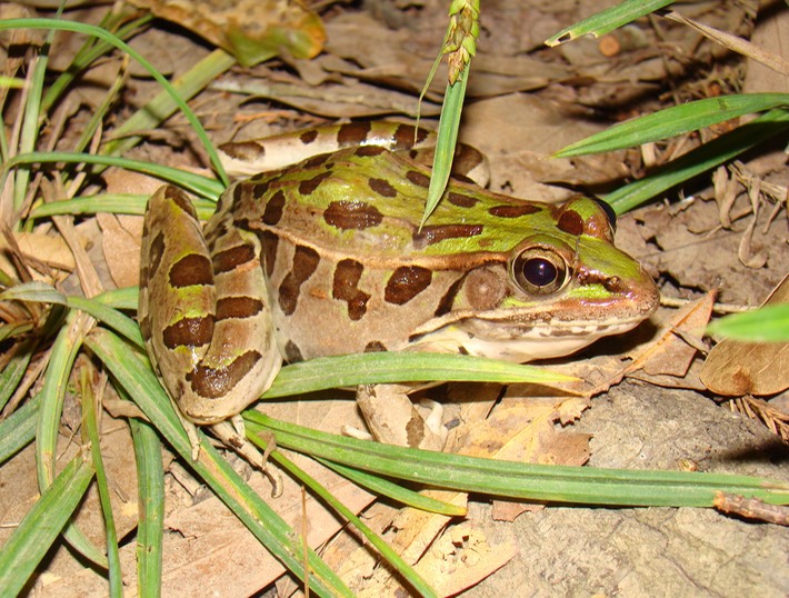 Southern Leopard Frog BITH