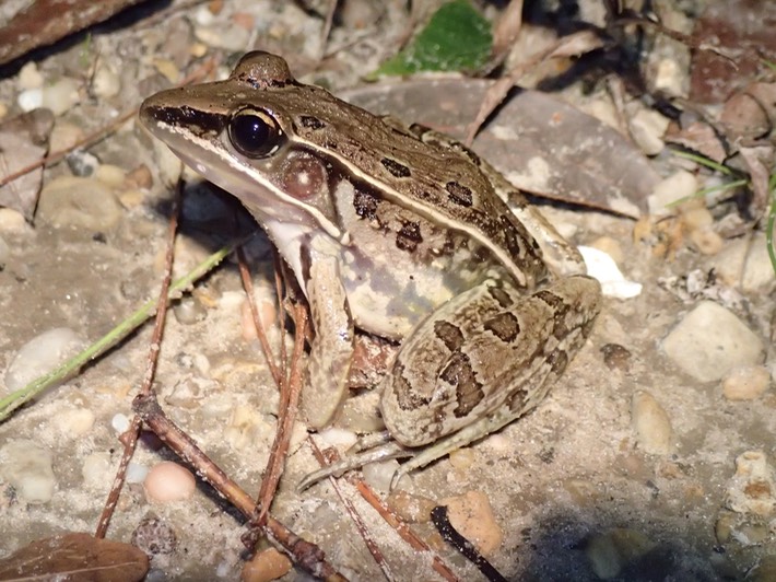 Southern Leopard Frog Hancock County, MS
