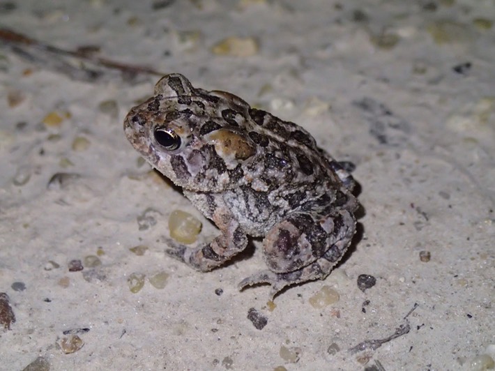 Southern Toad Hancock County, MS