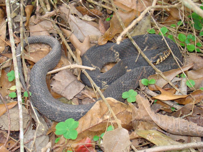 Southern Watersnake 1.JPG