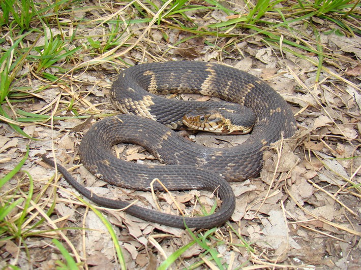 Southern Watersnake 1.JPG