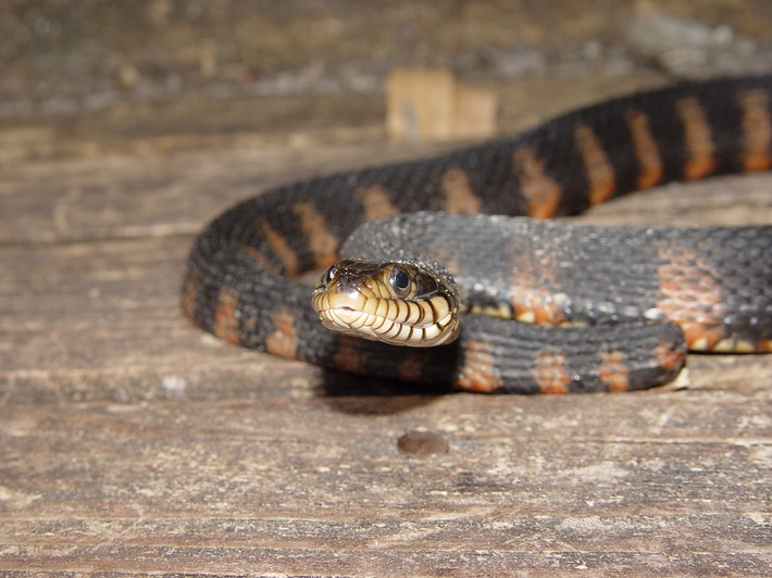Southern Watersnake 1.jpg