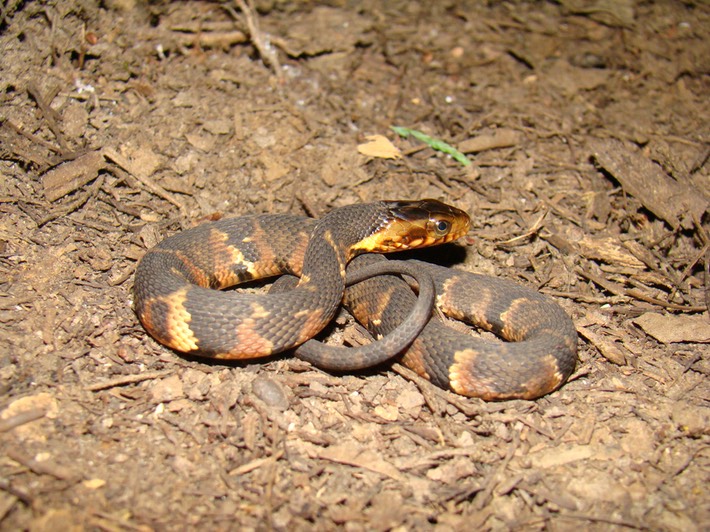 Southern Watersnake 2.JPG