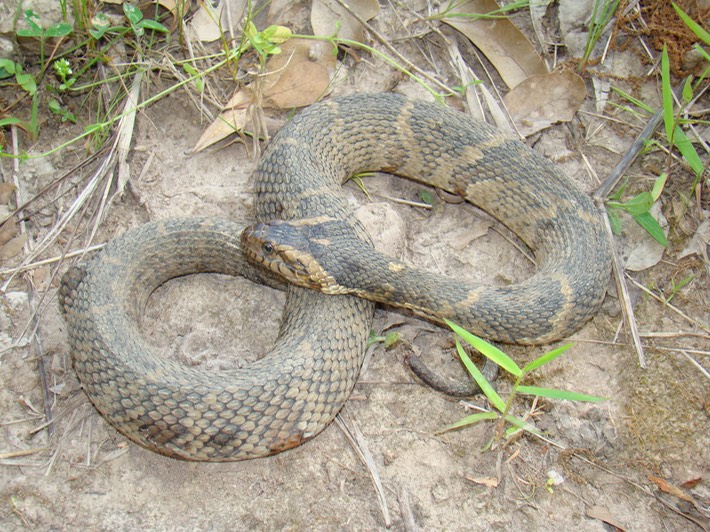 Southern Watersnake 2.jpg