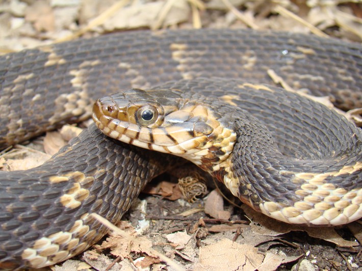 Southern Watersnake 2.JPG