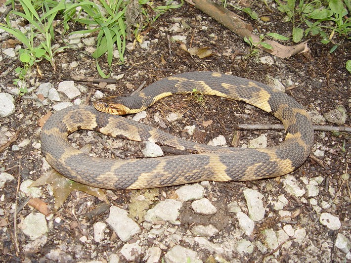 Southern Watersnake 2.JPG