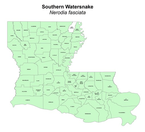 Southern Watersnake