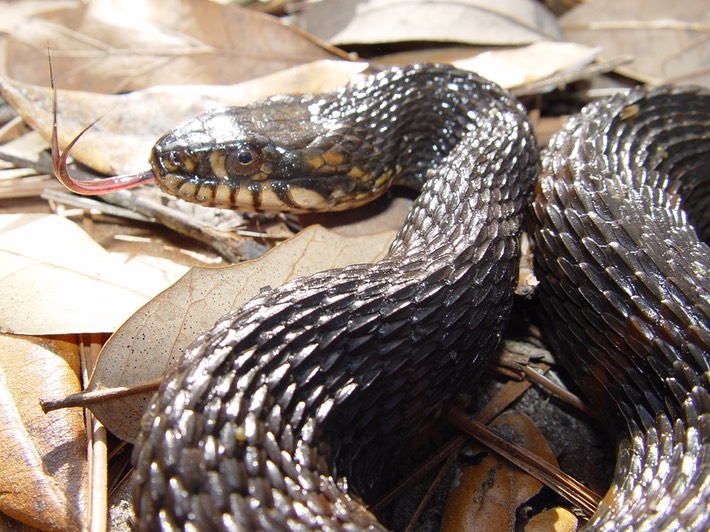 Southern Watersnake 2.jpg