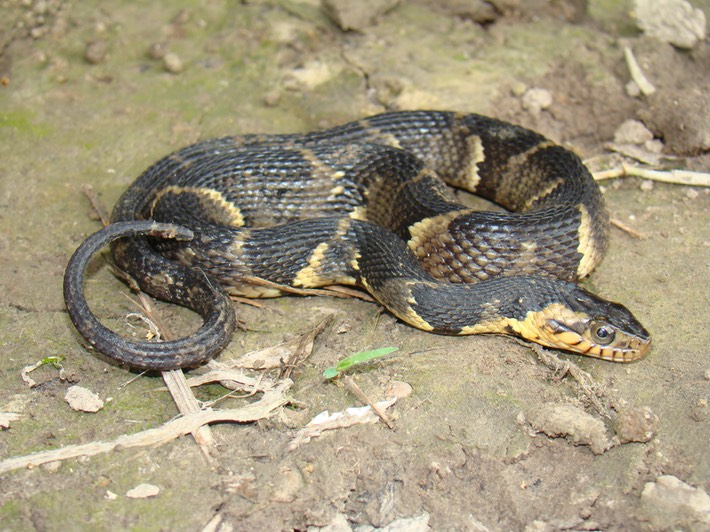 Southern Watersnake 3.JPG