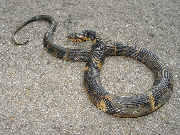 Southern Watersnake 3.jpg