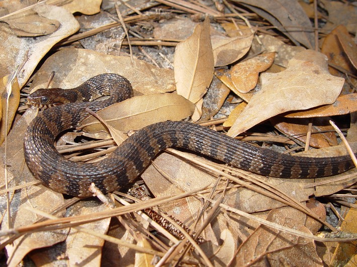 Southern Watersnake 3.jpg