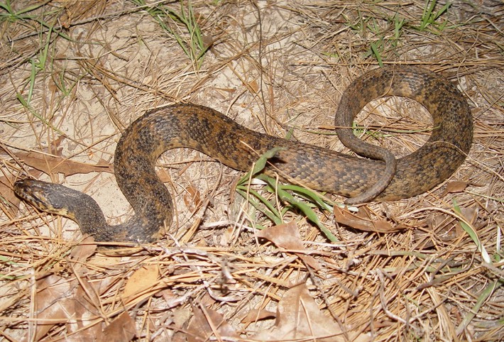 Southern Watersnake 4.jpg