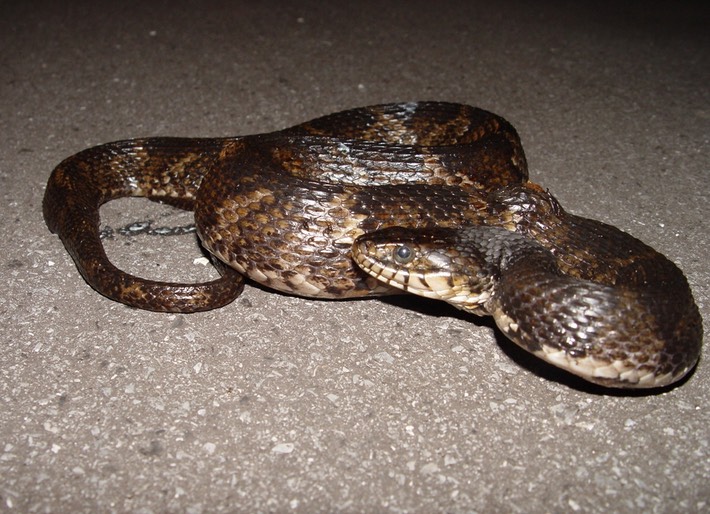 Southern Watersnake HWY 51 Tangi St John.jpg