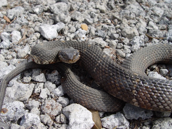 Southern Watersnake Manchac WMA St. John.jpg