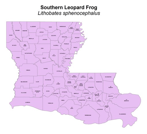 Southern_Leopard_Frog
