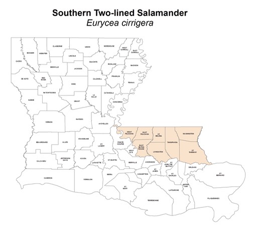 Southern_Two-lined_Salamander