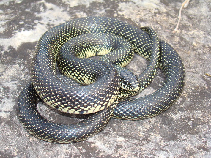 Speckled Kingsnake Valley View CA, Jefferson County, MO.jpg