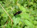 Spider Wasp (1)