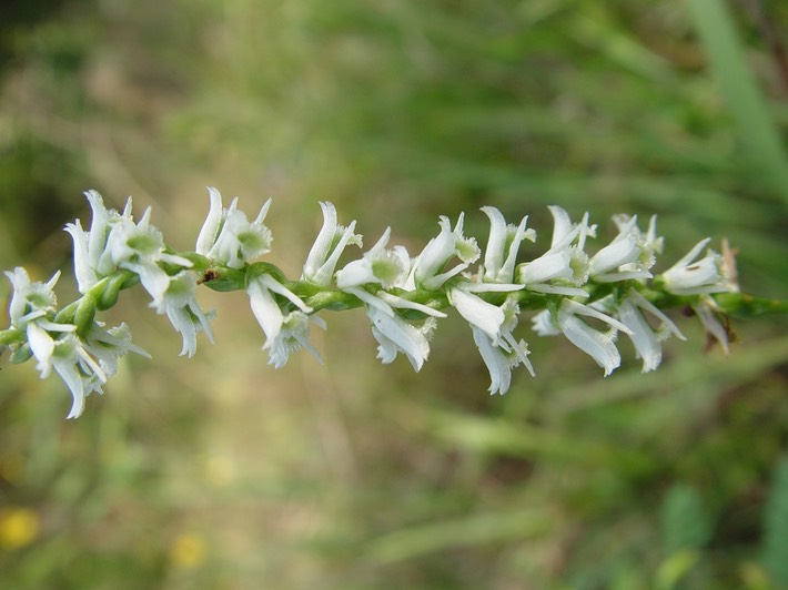 Spiranthes cernua (Nodding Ladies' Tresses) 2