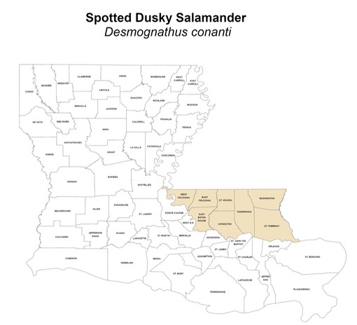 Spotted Dusky Salamander