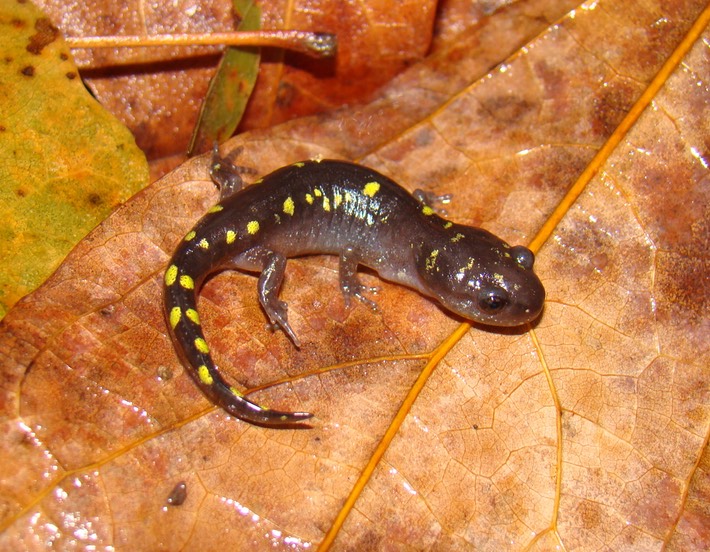 Spotted Salamander Natchez