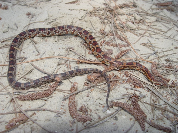 Red Cornsnake 2.jpg