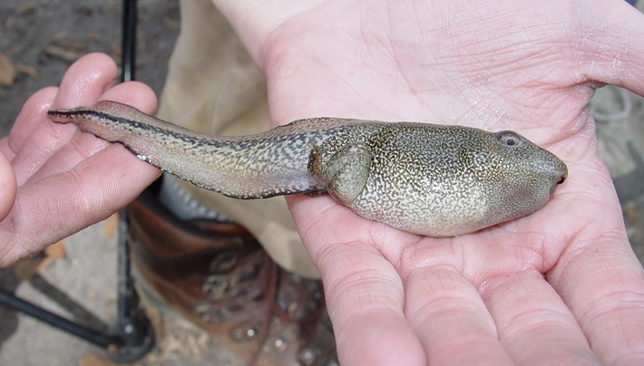 Spring Break 2004 Kisatchie.Hammond.ANF (380) (2)