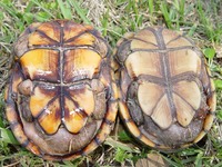 Spring Break 2004 Kisatchie.Hammond.ANF (248)