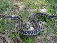 Spring Break 2004 Kisatchie.Hammond.ANF (220)