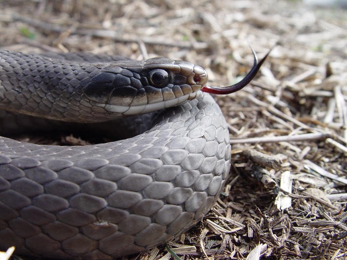 Racer Manchac WMA St. John 1.jpg