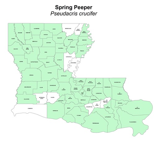 Spring Peeper