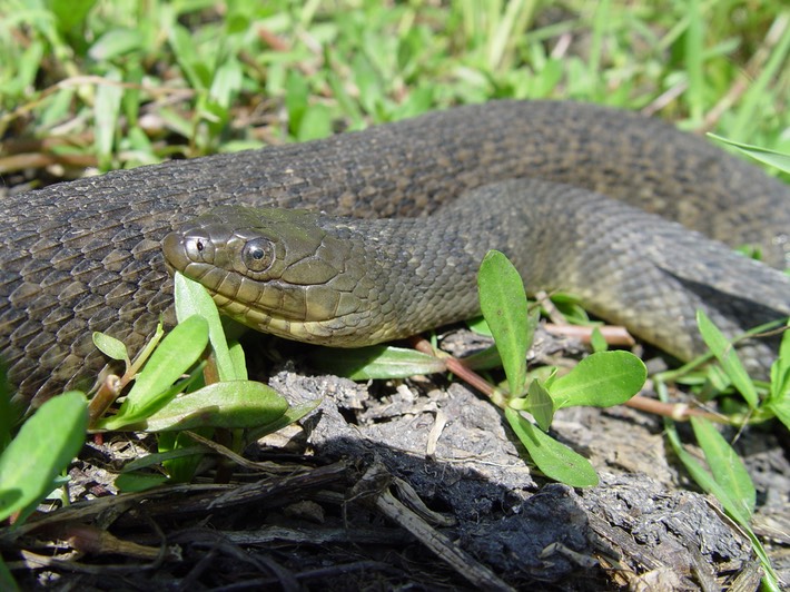 Mississippi Green Watersnake Manchac WMA St. John.jpg