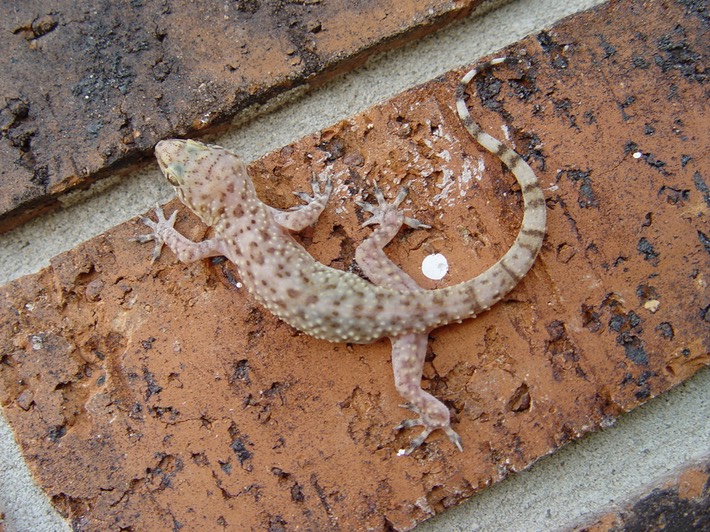 Spring Break 2004 Kisatchie.Hammond.ANF (213)