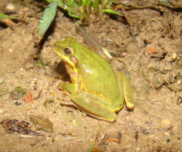 Squirrel Treefrog BITH Boat Launch