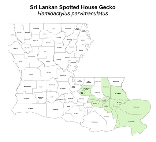 Sri Lankan Spotted House Gecko