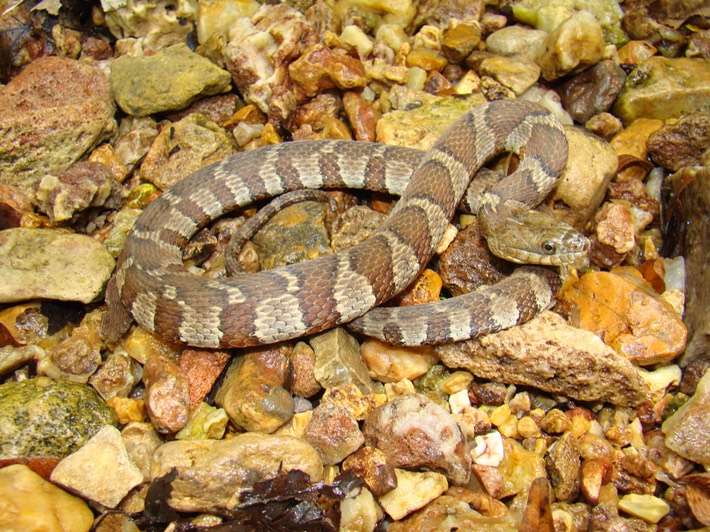 Northern Watersnake St. Francois State Park.jpg
