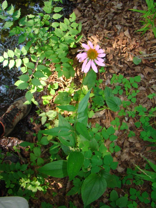 St. Francois State Park 112 MO