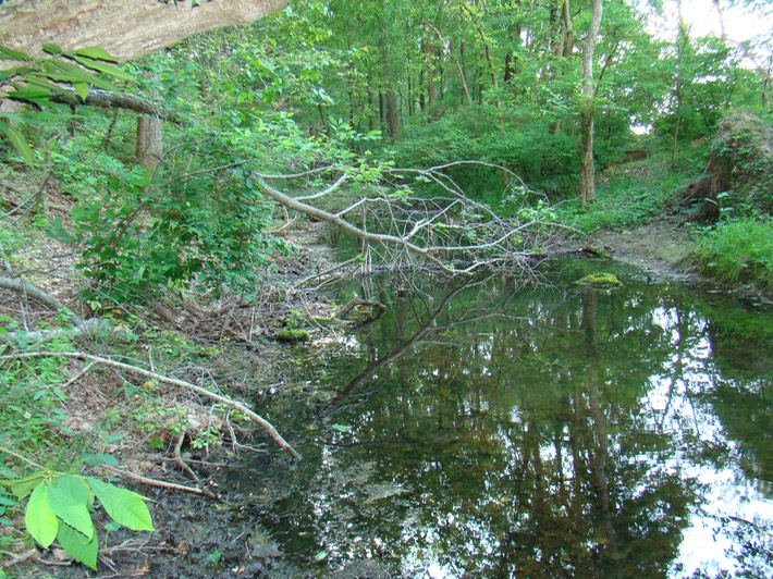 St. Joe State Park, Missouri 062