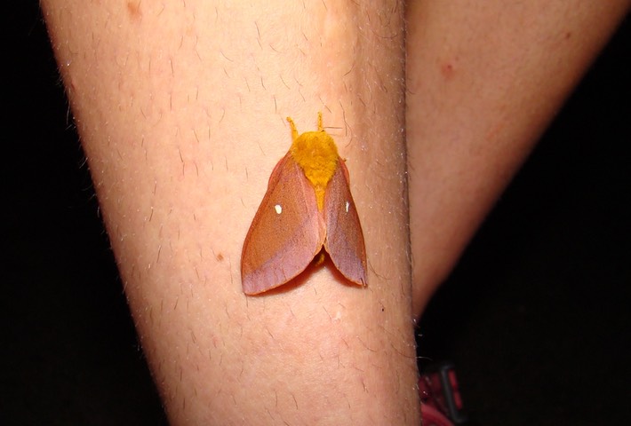 St. Joe State Park, Missouri 073~