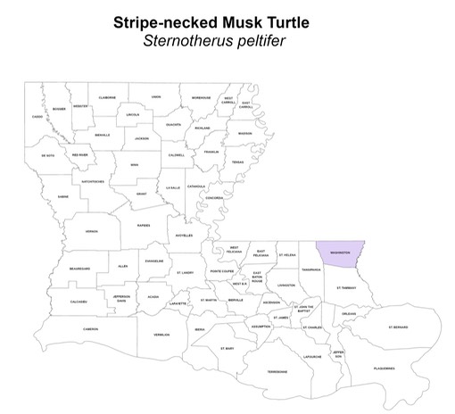 Stripe-necked Musk Turtle