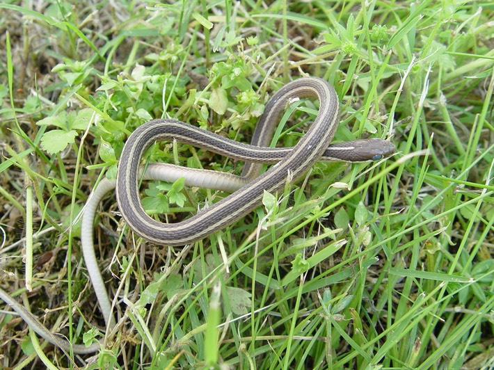 Eastern Ribbonsnake.jpg