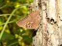 Tawny Emperor - Asterocampa clyton (2)
